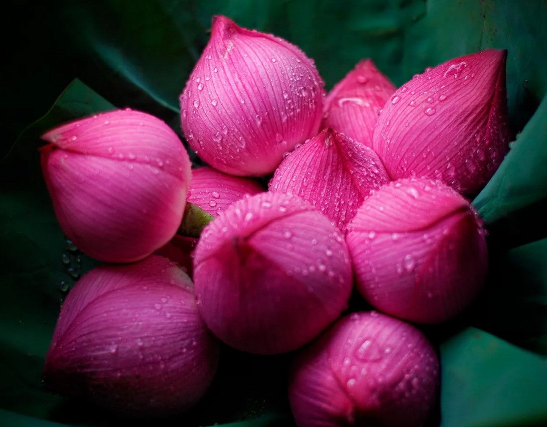 Hình ảnh hoa sen phật giáo đẹp nhất  Hình ảnh hoa sen phật   Flickr