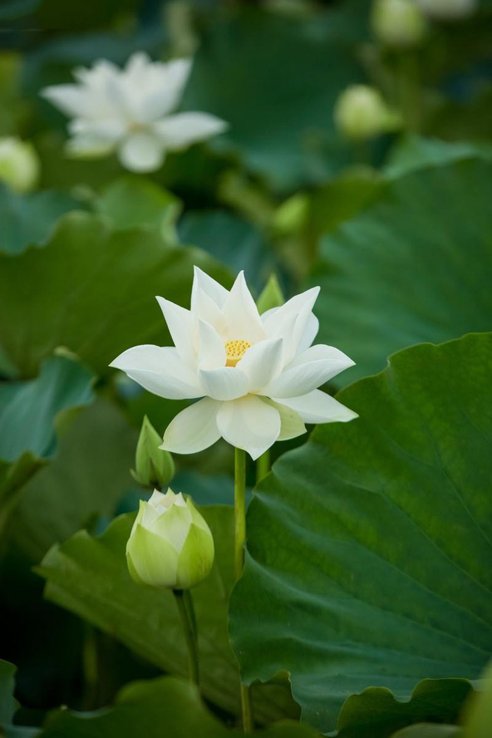 Tải bộ hình nền hoa sen tuyệt đẹp cho điện thoại iPhone  White flowers  Beautiful flowers Water lilies